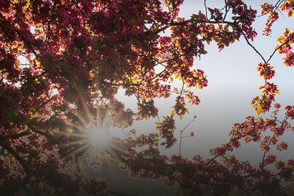 Sun shining through trees that have blossoms
